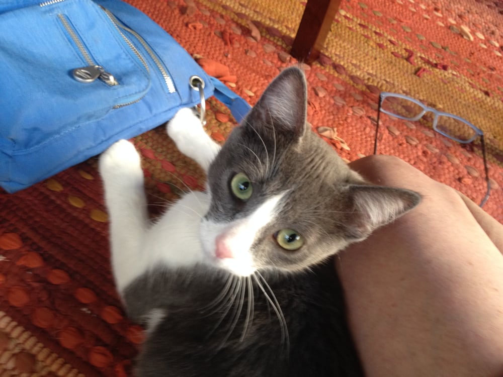 Pam's Pet Sitting Service Vallejo