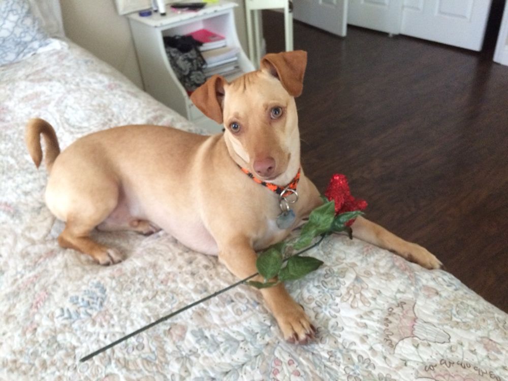 Two By Two Pet Sitters Valley Springs