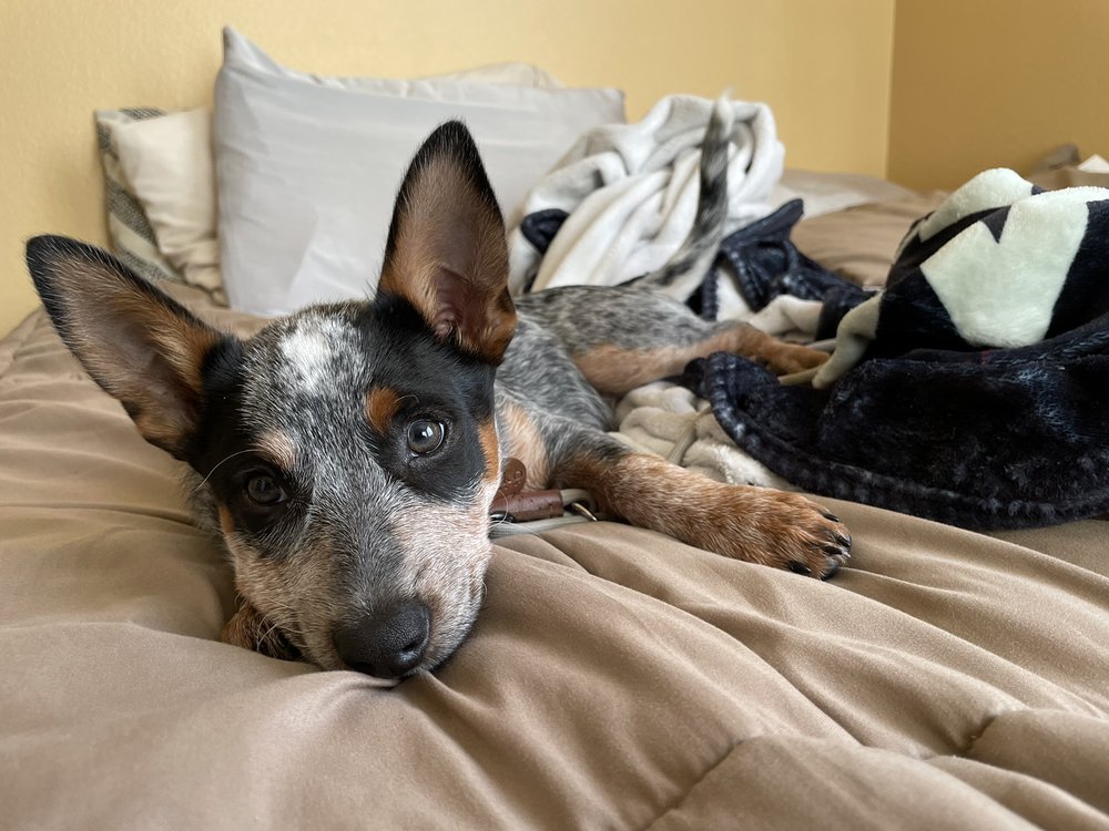 The Lewis Ranch Woodlake