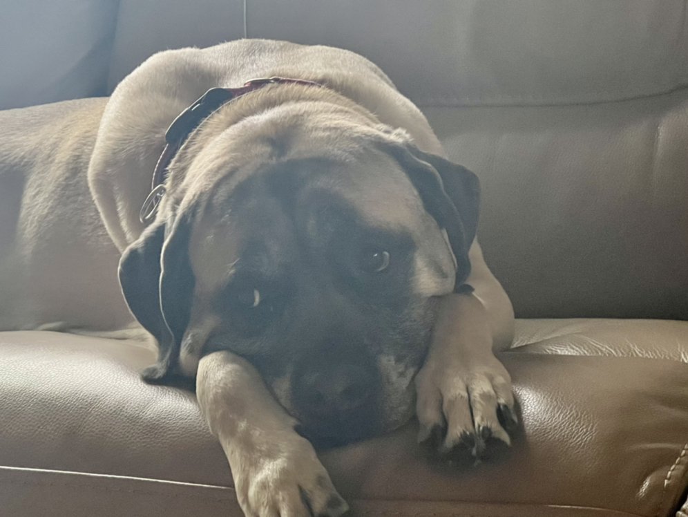 Bark Busters Home Dog Training Denver SouthEast Region Denver