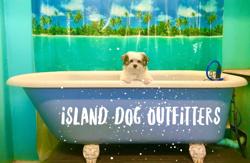 Island Dog Outfitters