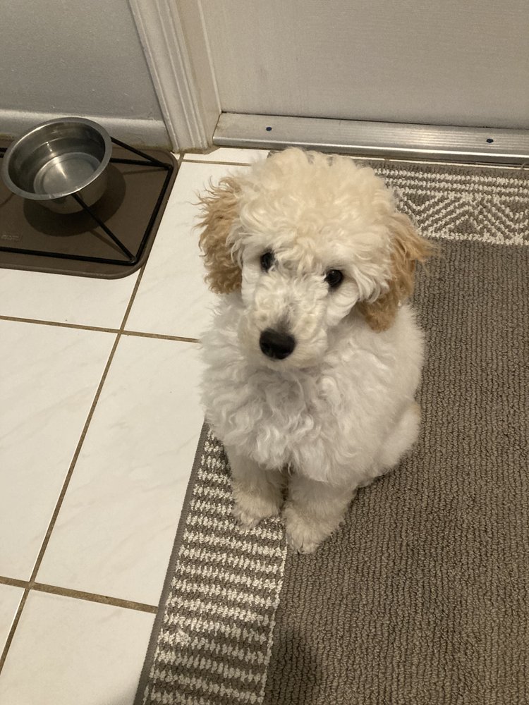 Rosa's Grooming SPA Coconut Creek