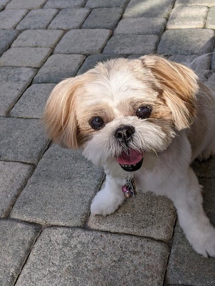 Jensen Beach Animal Hospital: Koch Kristina DVM Jensen Beach