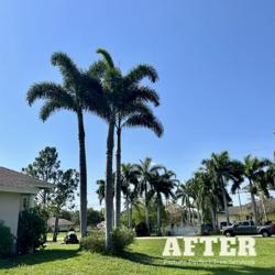 Picture Perfect Tree Services