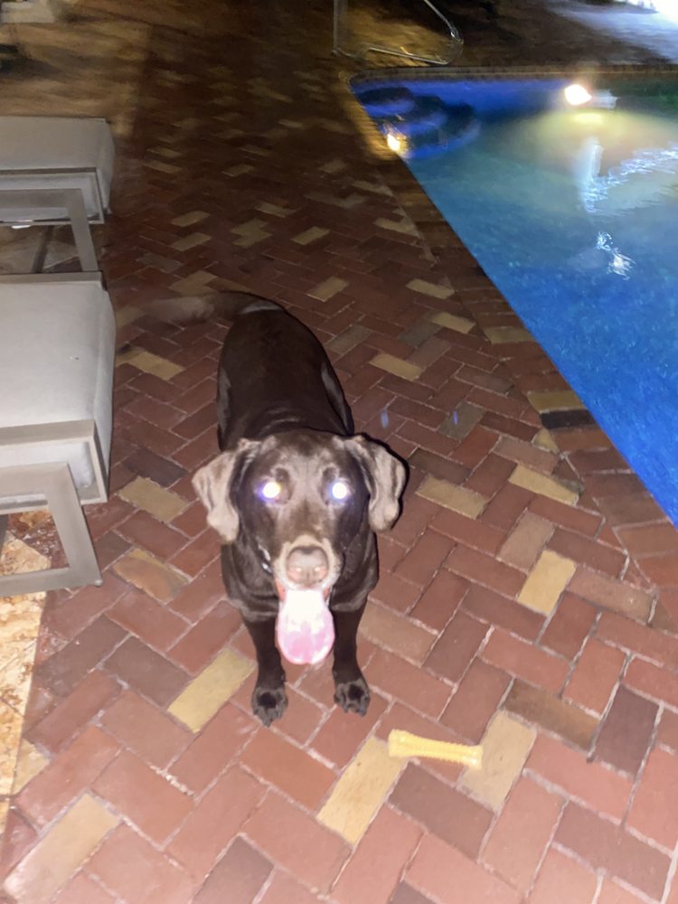 Big Heart Pet Sitting Margate