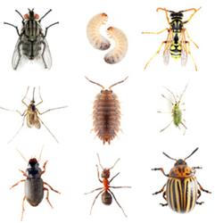 Bug Cops Pest Control