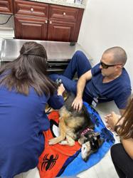 Dollys Animal Clinic Miami, FL