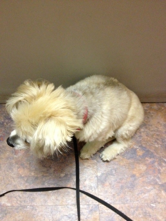 Niceville Animal Clinic: Davis Steve DVM Niceville