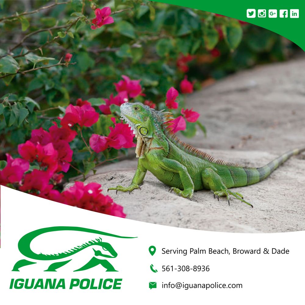 Iguana Police- Iguana Removal & Control 5 Harbour Dr N, Ocean Ridge Florida 33435
