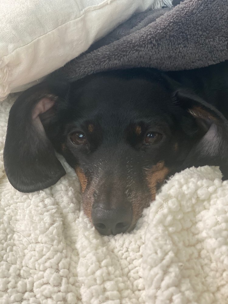 Ocoee Animal Hospital - Marc A Hall DVM Ocoee