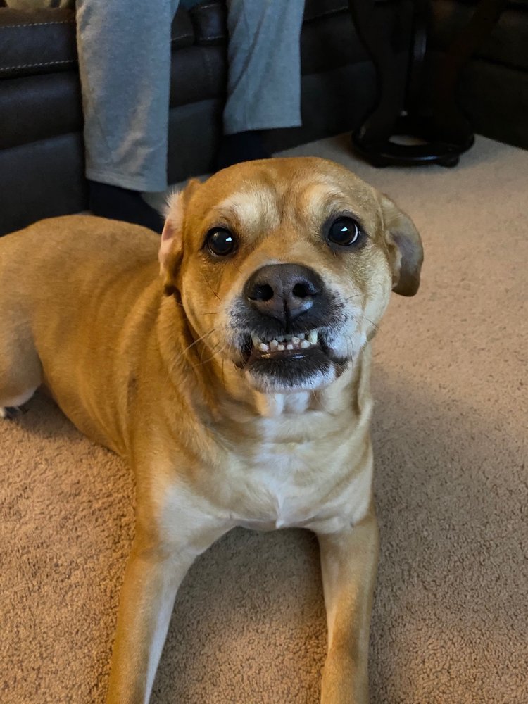 Clippendale's Pet Salon Inc Rockledge