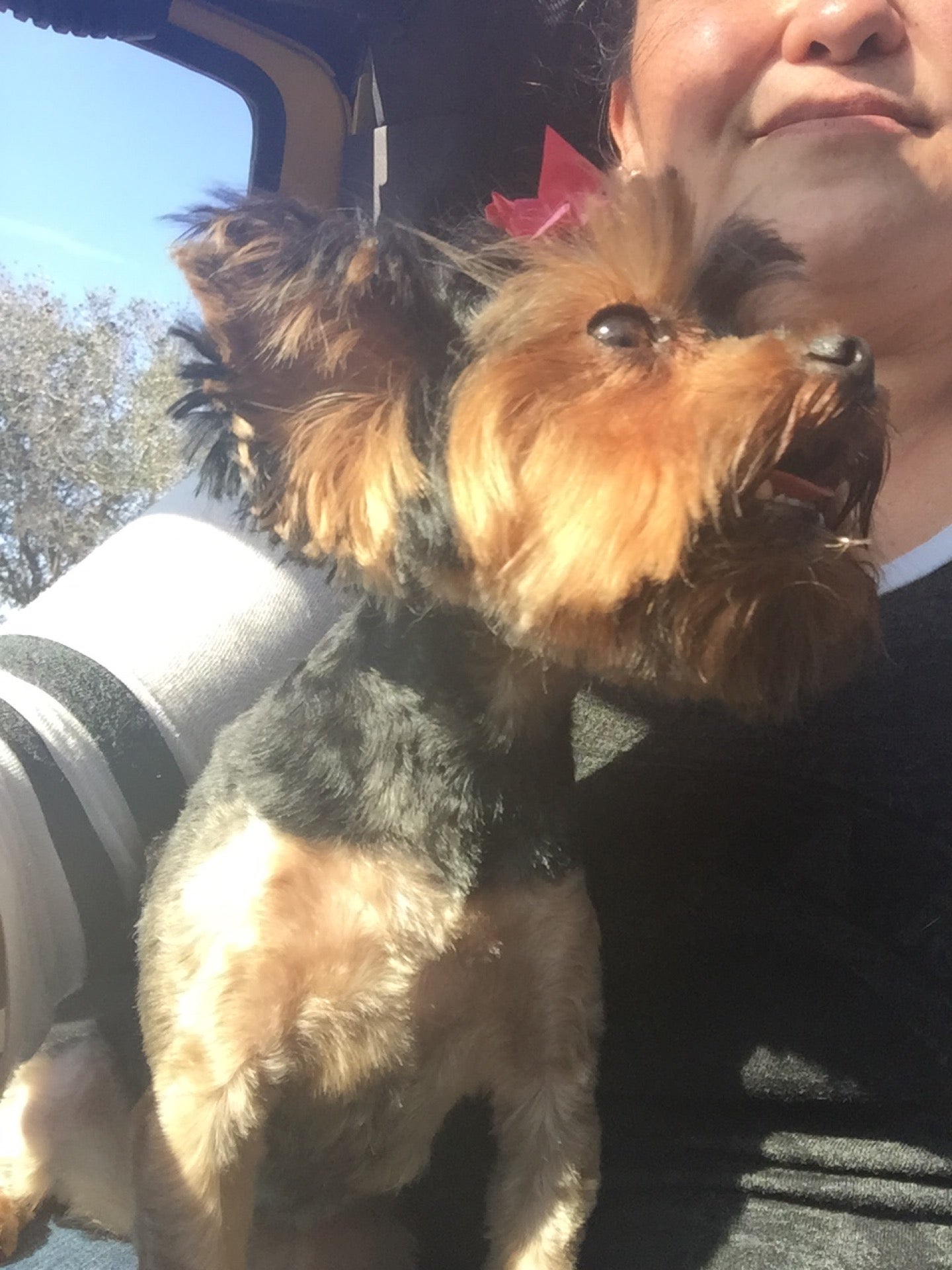 Pet Spa St. Augustine