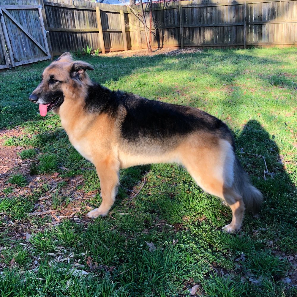 Gaines School Animal Hospital: Brown Holly DVM Athens