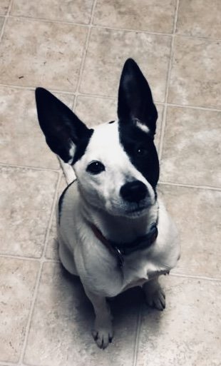 Spoiled Paws Suwanee