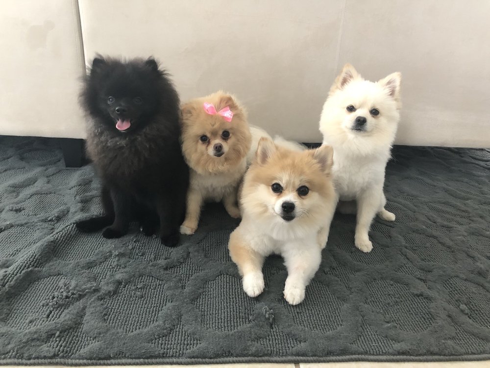 Aloha Professional Pet Sitters Honolulu