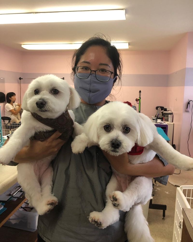 Honolulu Dog Spa