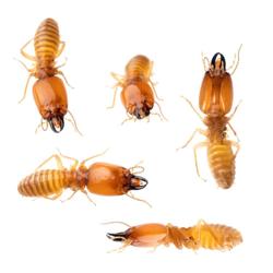 Accu-Pest & Termite Control Services, LLC