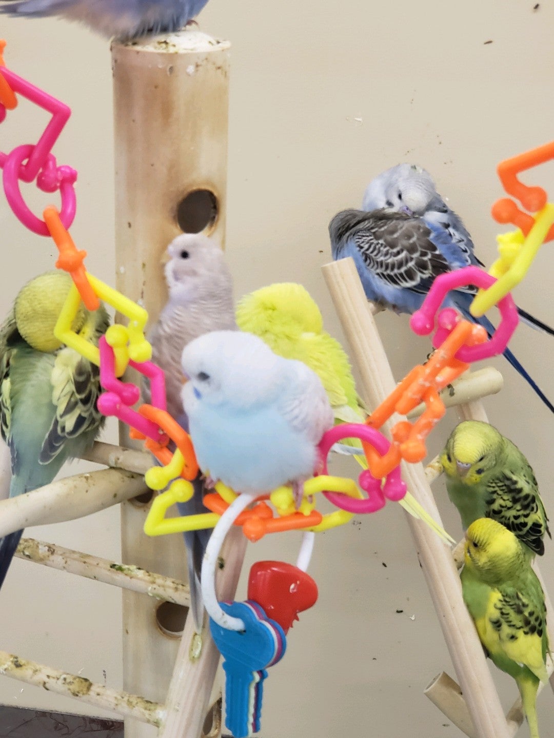 Photo credit: yellowpages