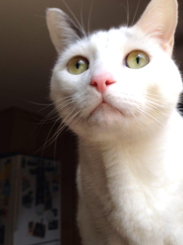 The Irish Sitter Cary