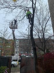 A-1 Tree Services