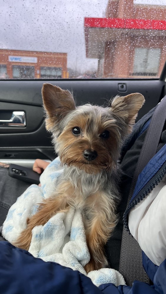 Sharie's Grooming Crestwood