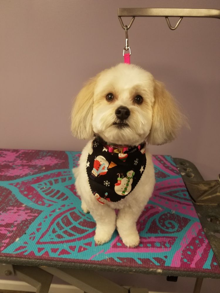 Personal Dog Grooming By Ruth Grayslake