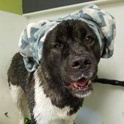 Nilla's Tub DIY Dog Wash & Health Food Store