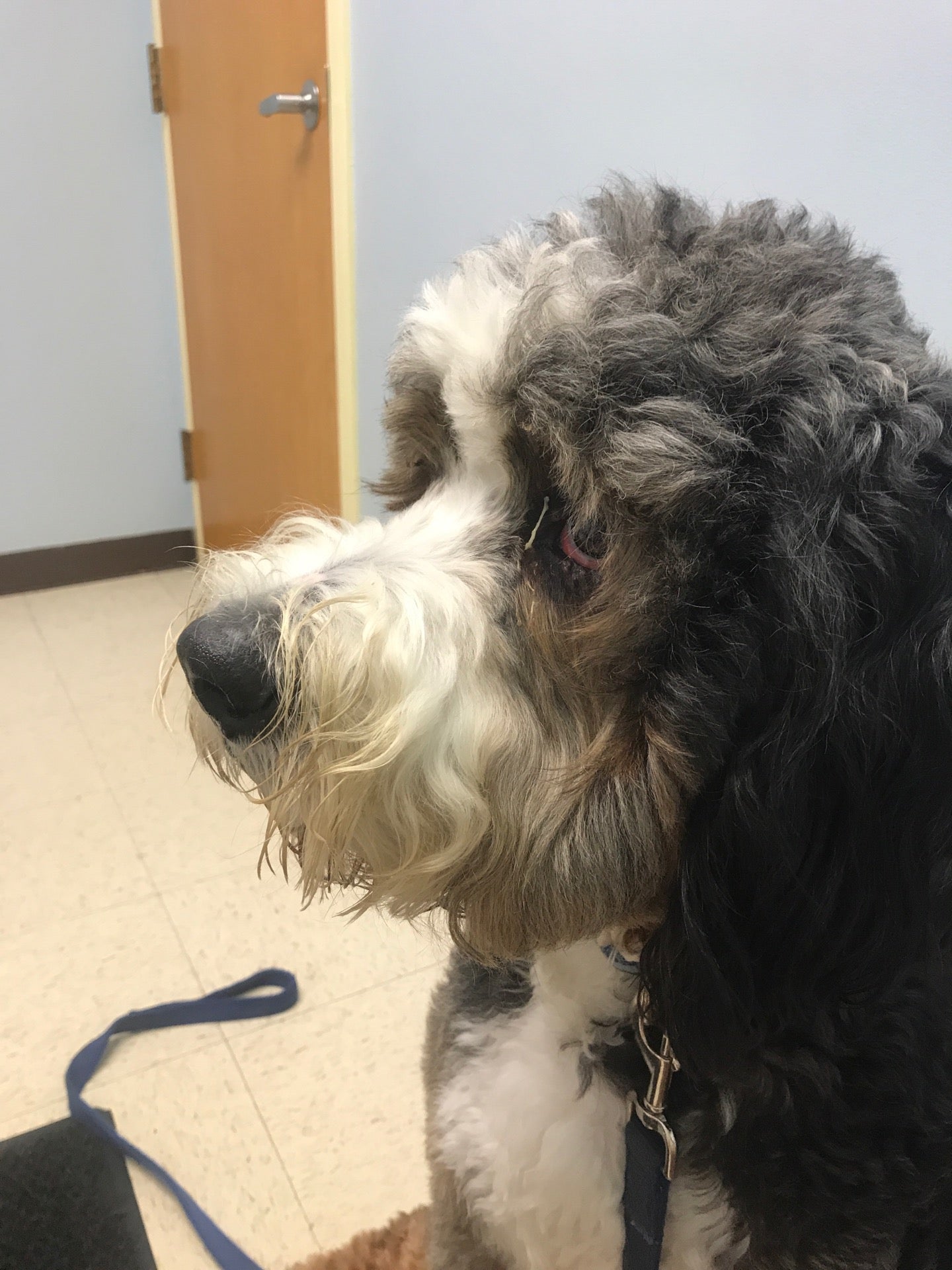 Northbrook Animal Clinic Northbrook