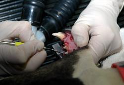 Sangamon Avenue Vet Clinic: Slager Staci DVM