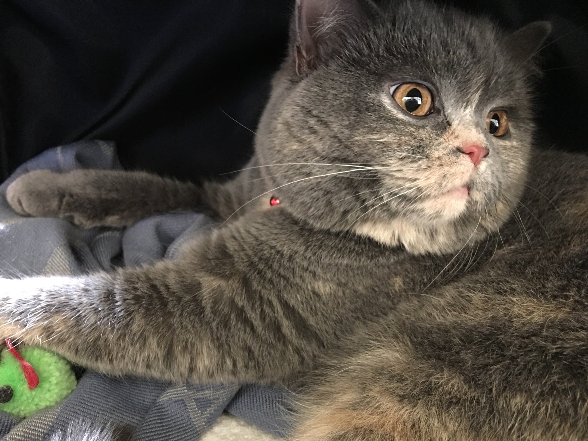 Bloomington Veterinary Hospital: Blake Alanna DVM Bloomington