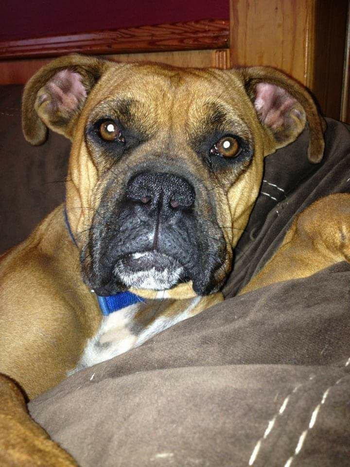 Parsons Pet Hospital Parsons