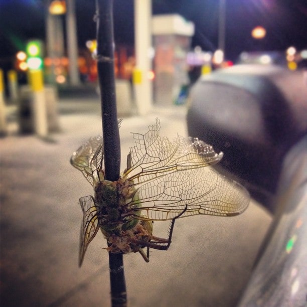 Photo credit: yellowpages