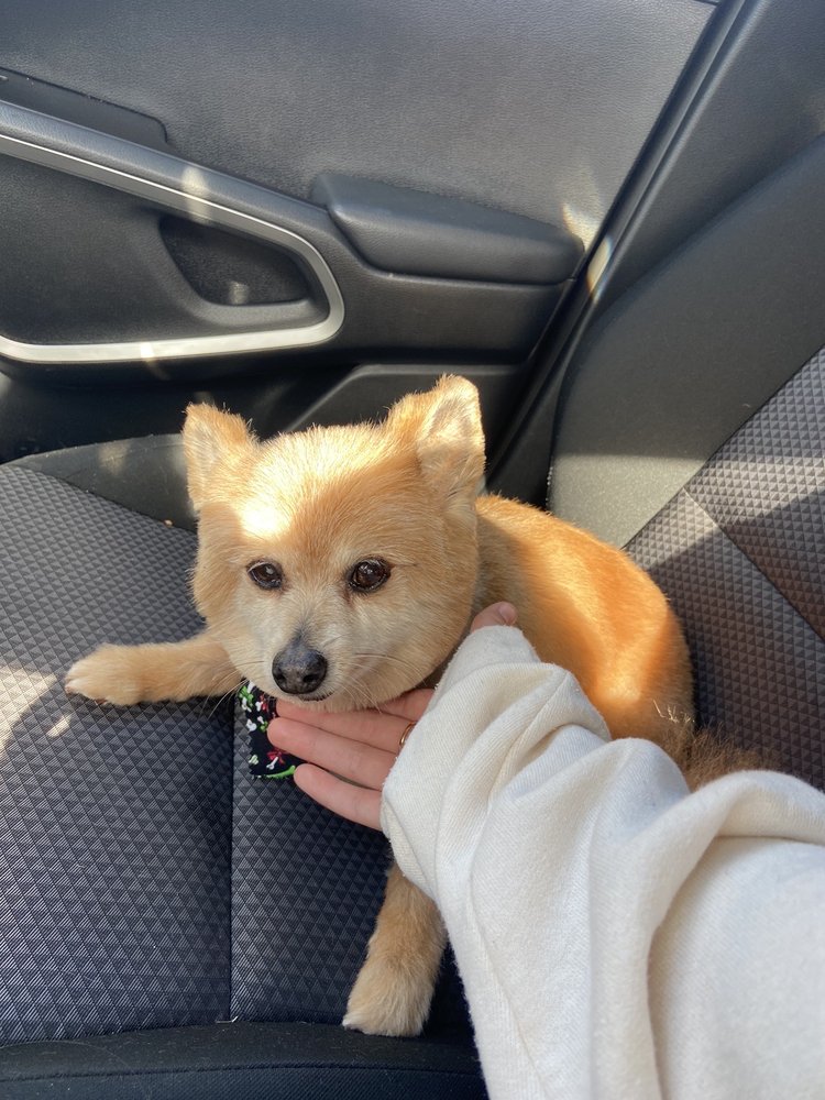 BEVERLY'S GROOMING Baton Rouge LA Hours, Directions, Reviews