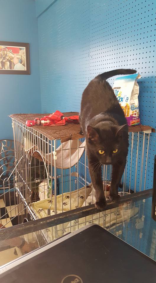 PUPPY KUTZ PET GROOMING & BOARDING Gonzales LA Hours, Directions