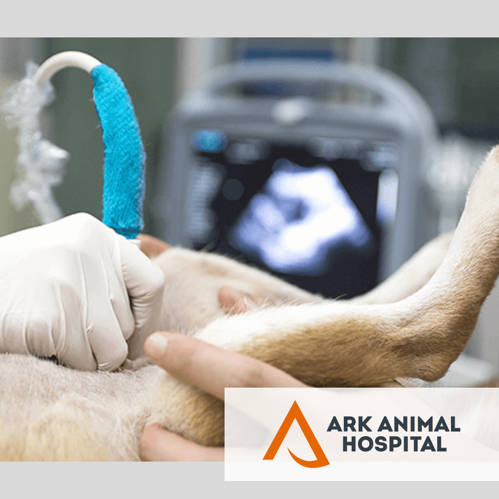 Ark Animal Hospital 4211Jefferson Hwy, Jefferson Louisiana 70121