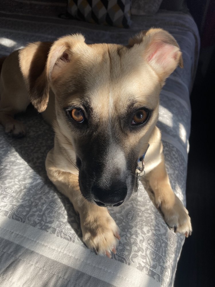 Amesbury Animal Hospital: Marston Robert A DVM Amesbury