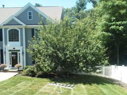 North River Tree Service