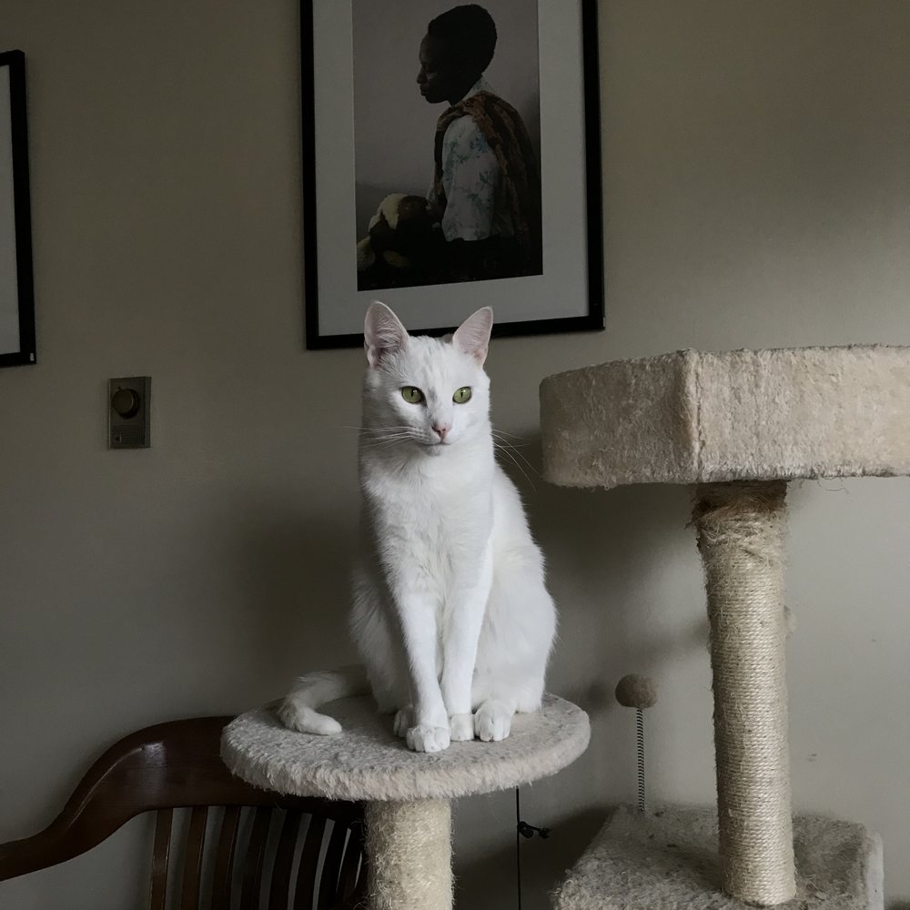 Berkshire Veterinary Hospital: Hilton Christopher DVM Pittsfield