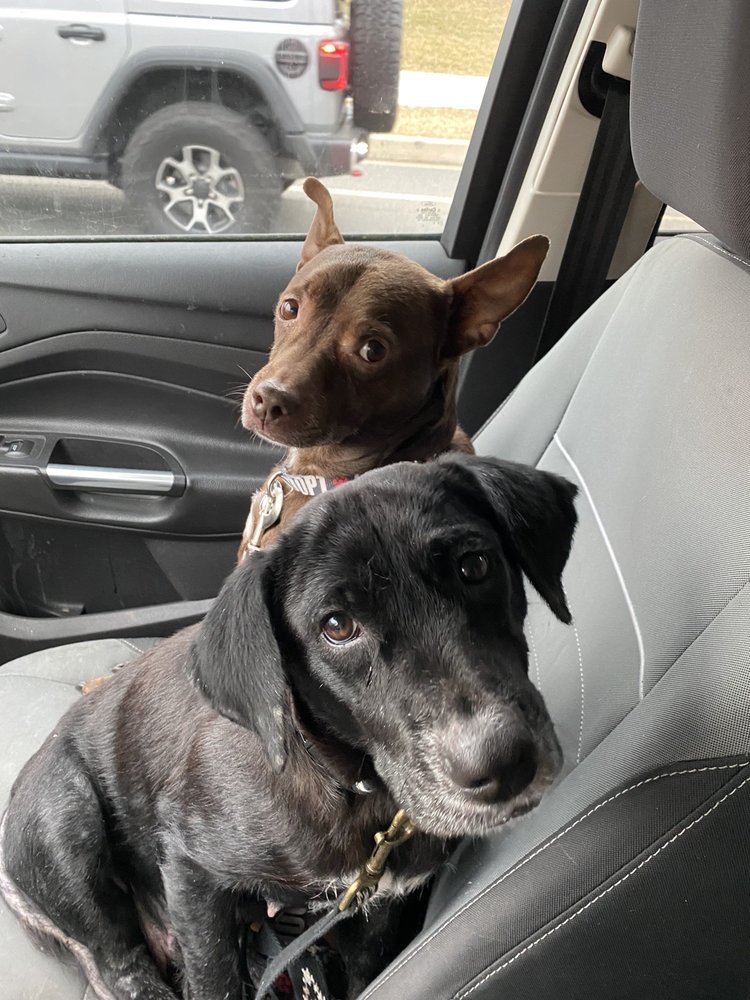 Turkey Foot Veterinary Clinic Gaithersburg