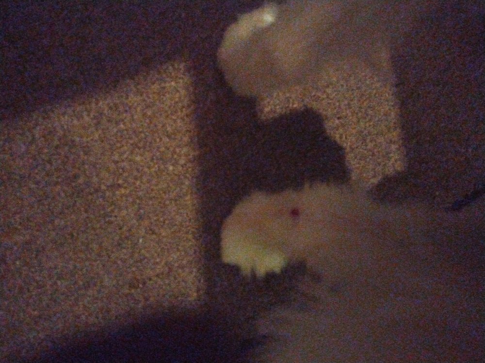 Petco Vaccination Clinic Waldorf