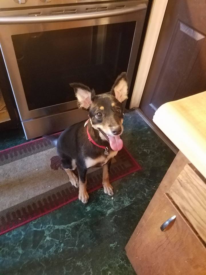 Doggie Groom Shoppe Bay City