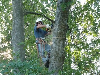 Gray's Tree Service 3376 Ray Rd, Holly Michigan 48442