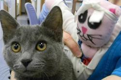 Kentwood Cat Clinic: Berger Maria DVM