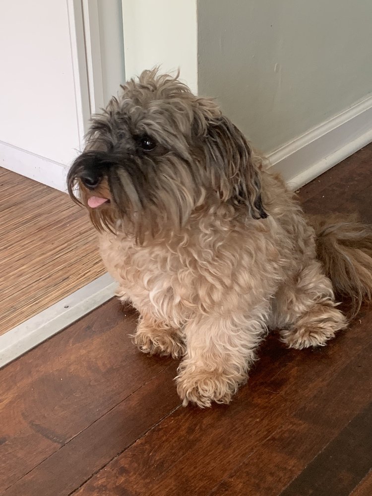 Pet Facilities in St. Clair Shores, Michigan Pet Stores, Grooming