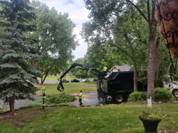 Collins Tree Care & Removal