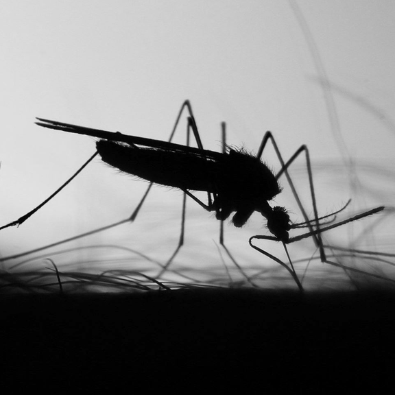 Mosquito Strike 404 Henthorn, Buckner Missouri 64016