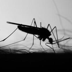 Mosquito Strike