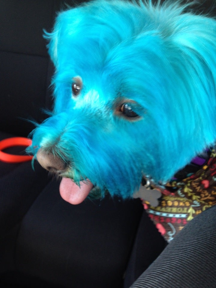 Osage Animal Hospital: Rhodes Cheri DVM Osage Beach