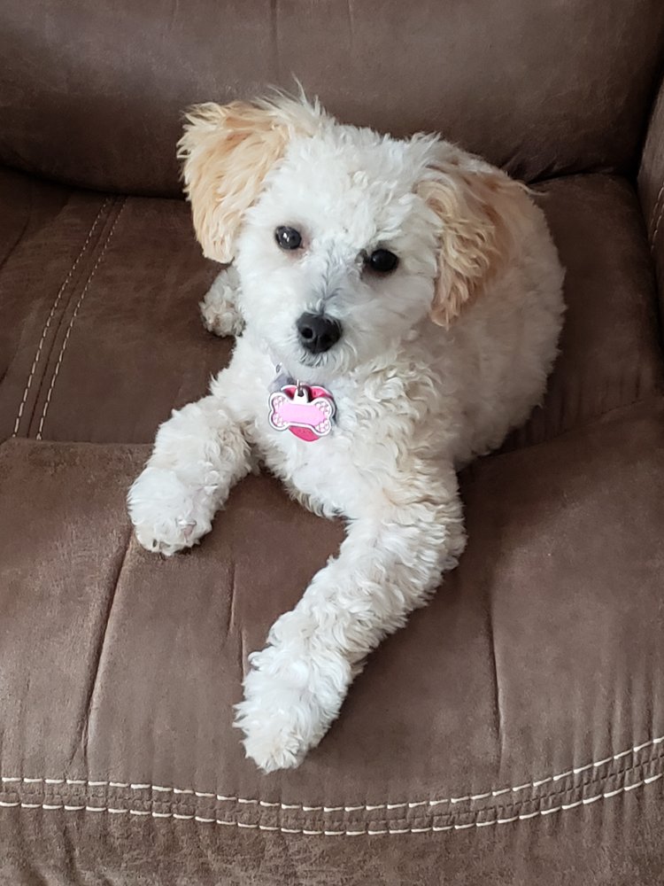 Clean Pooch Grooming Raymore