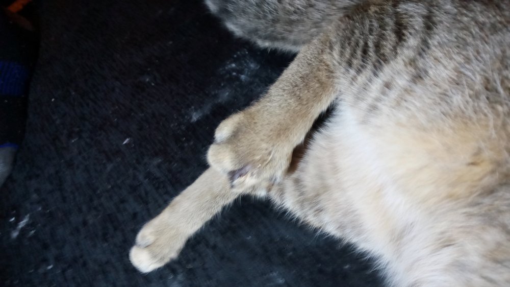 Watson, Dianne S DVM - Brookhaven Animal Hospital Brookhaven